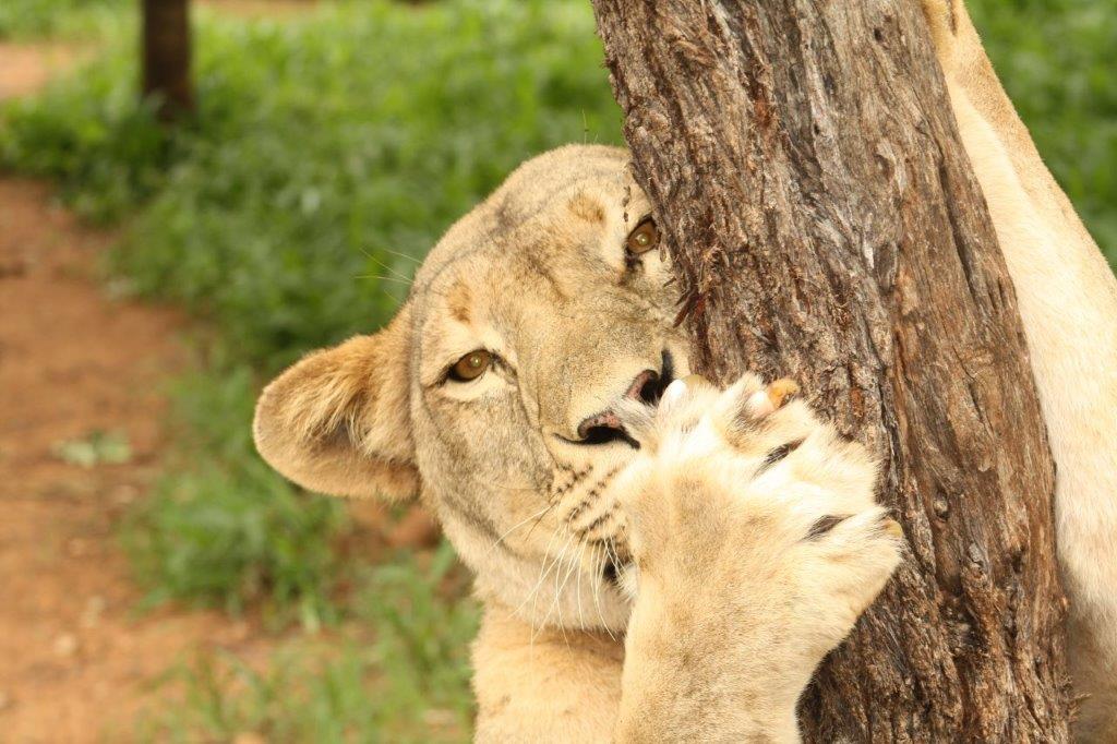 טיול שייט בנהר הזמבזי וספארי בזימבבואה