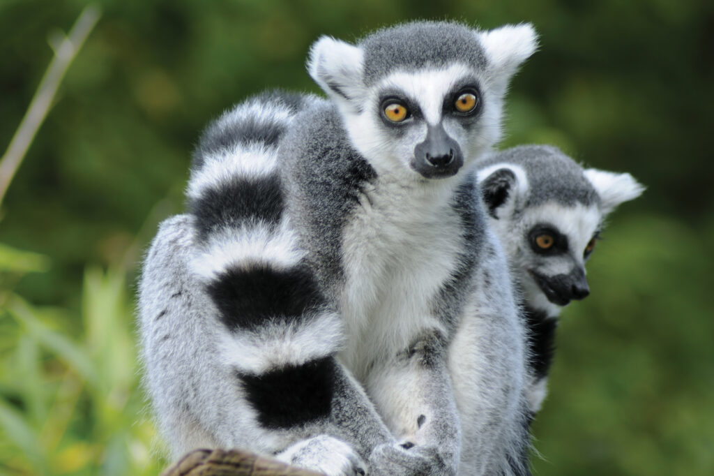 טיול למדגסקר בהדרכת ד”ר אבי שפיר – יולי 2026