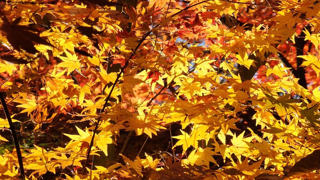 דרום קוריאה בשיא השלכת 17.11.26 חוברת